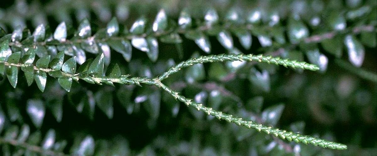 Lycophytes, which appeared some 420 million years ago, are the oldest existing vascular plant group. For a long time, they dominated the forests of the ancient world, and took a broad range of forms, including several arborescent species more than 30 metres tall. Mass extinctions and competition with other plant groups led to the disappearance of these large specimens, and the only remaining members of the group are herbaceous forms no more than a few centimetres tall. These modern species are now being used as a model to study the evolution of terrestrial plants. © D. Barthélémy, CIRAD
