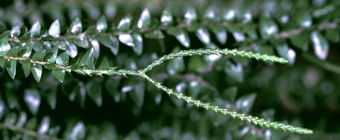 Lycophytes, which appeared some 420 million years ago, are the oldest existing vascular plant group. For a long time, they dominated the forests of the ancient world, and took a broad range of forms, including several arborescent species more than 30 metres tall. Mass extinctions and competition with other plant groups led to the disappearance of these large specimens, and the only remaining members of the group are herbaceous forms no more than a few centimetres tall. These modern species are now being used as a model to study the evolution of terrestrial plants. © D. Barthélémy, CIRAD