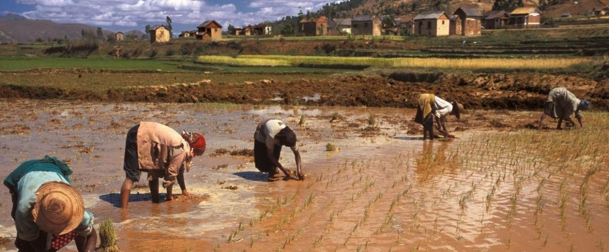 Femmes repiquant du riz à Madagascar