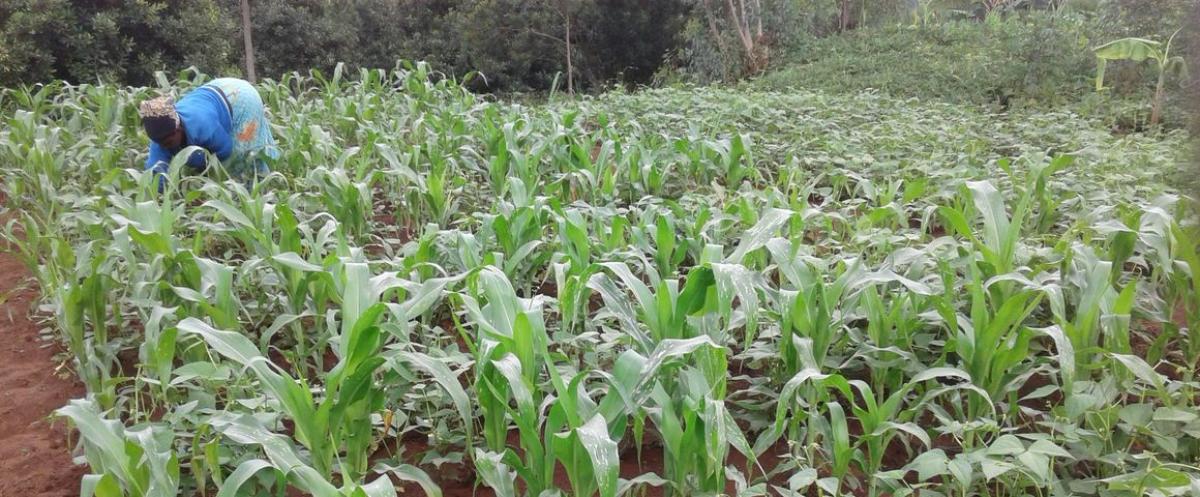 Association maïs-haricots en rangs dans une petite exploitation agricole au Rwanda. © E. Tuyishime, One Acre Fund