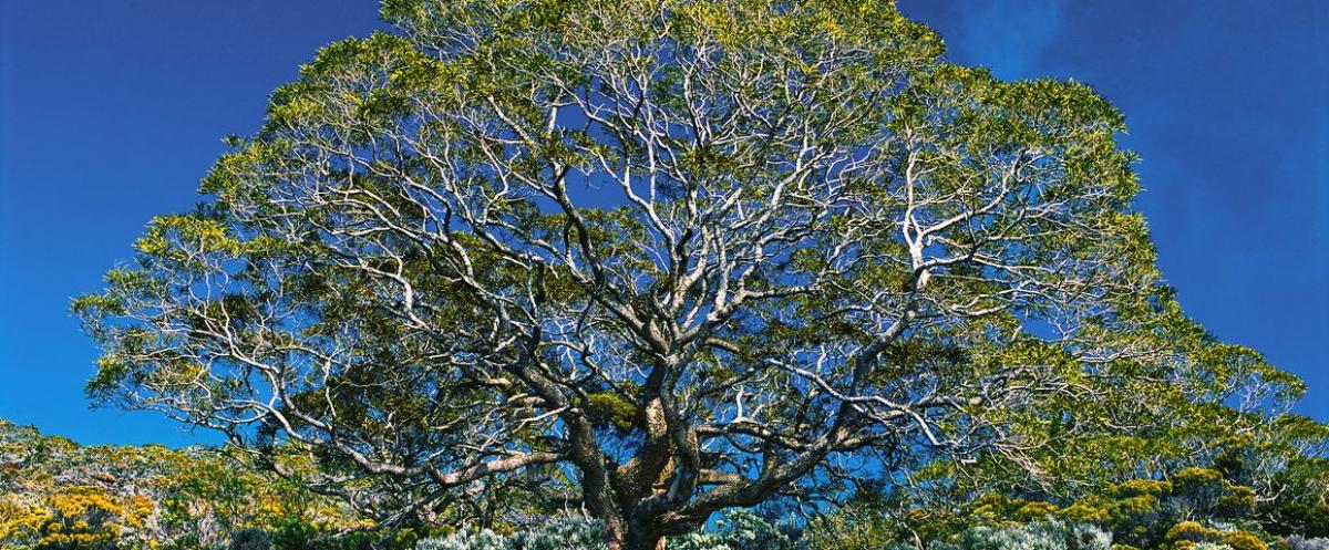 Tamarin des hauts © A. Franck, Cirad