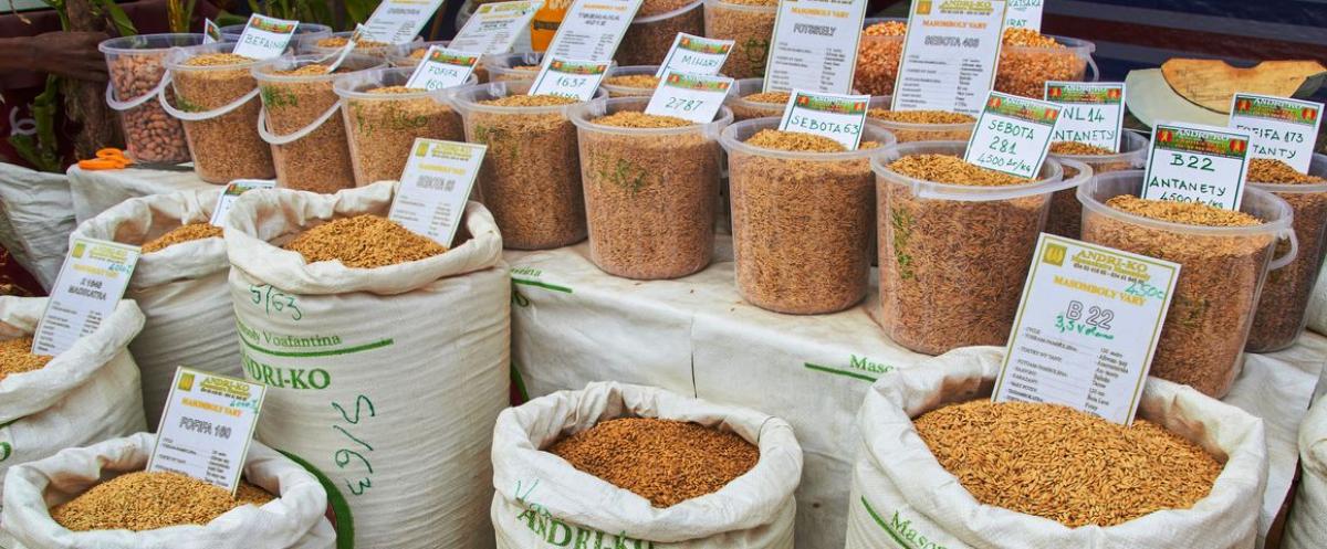 Présentation de variétés améliorées de riz lors d'une foire agricole à Madagascar