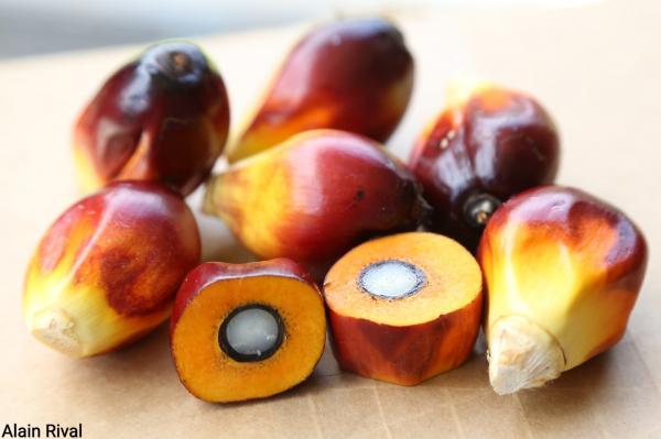 Fruits de palmier à huile ©Alain Rival