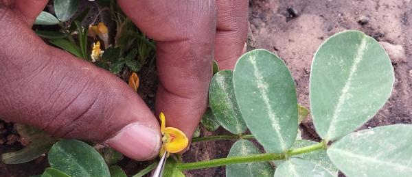 WILDGROUNDNUT