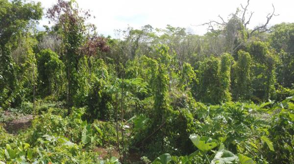 Champ traditionnel d’igname associée à d’autres tubercules (taro, manioc) ainsi qu’à d’autres cultures (fruitiers - papayer; Légumes, tomate, ambrevade, …) © Cirad