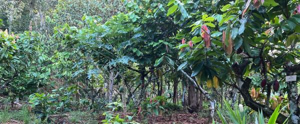 Cacao en Indonésie. © Cirad