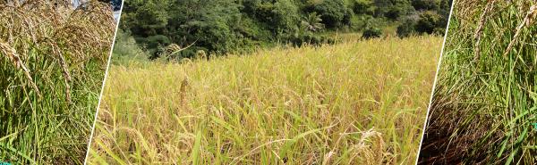 Culture de riz pluvial à Antsirabe