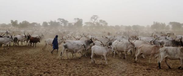 Troupeau de bovins avec leurs éleveurs au niveau d'un forage, en début de saison sèche, dans la région de Louga au Sénégal