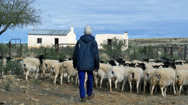 Éleveur de moutons et son troupeau dans le Karoo, Afrique du Sud © Karoo Lamb Consortium