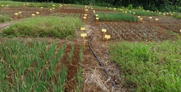 Essai maraichage. © Catherine Thibaut, CIRAD