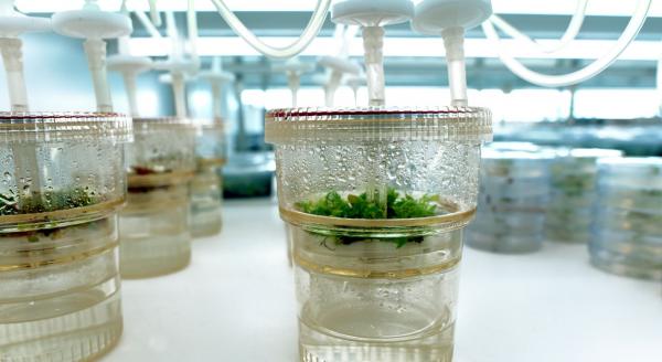 RITA system- Vitropic©