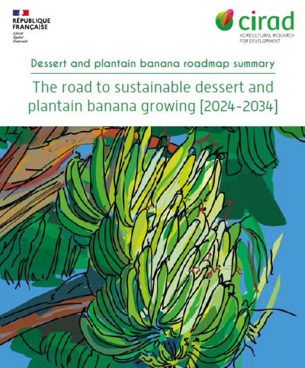 The road to sustainable dessert and plantain banana growing 2024-2034