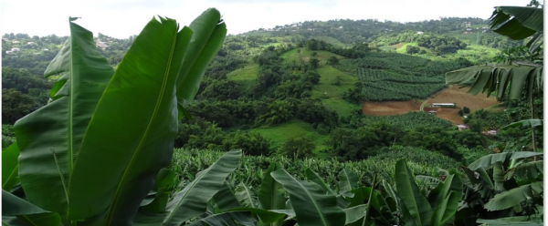 Bassin versant du Galion en Martinique. © Cirad