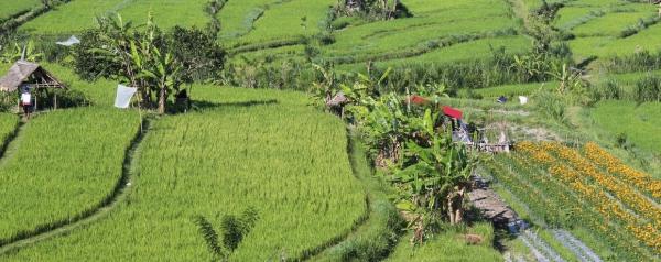 Rice terraces in Bali (Indonesia) © A. Rival