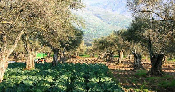 Pour une oléiculture méditerranéenne durable face au changement climatique © Cirad