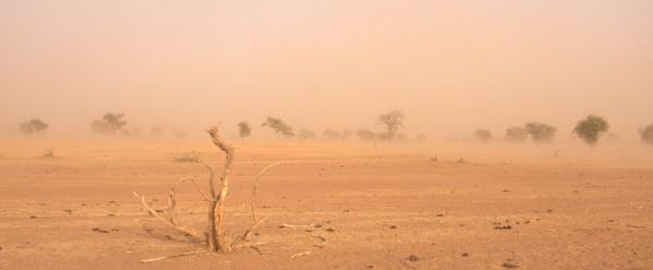La région du Ferlo au Sénégal est balayée par un vent de sable en saison sèche. En saison des pluies, la région est recouverte d’un tapis d’herbe verte où se nourriront les troupeaux de Zébus, qui entretiennent la fertilité de cet écosystème. L’équilibre de ces milieux pastoraux est menacé par les changements climatiques en cours. © V. Blanfort, CIRAD