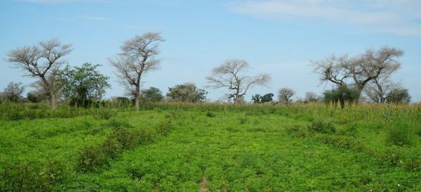 Groundnut plot within an agroforestry system in the Sahel © C. Dangléant, CIRAD