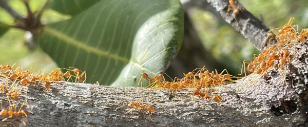 Colonie de fourmis tisserandes recherchant des proies sur une branche d'anacardier au Vietnam  © J.-P. Deguine