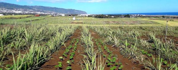 In Réunion, trials intercropping sugarcane with jack bean (Canavalia ensiformis), a service plant © M. Cristina, CIRAD