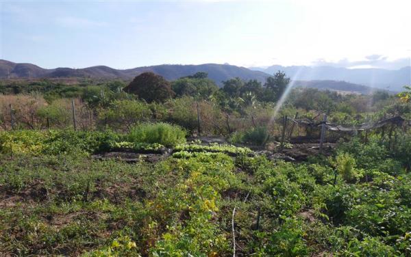 Potager agroécologique dans la Caatinga, Serranópolis de Minas (MG), juillet 2018