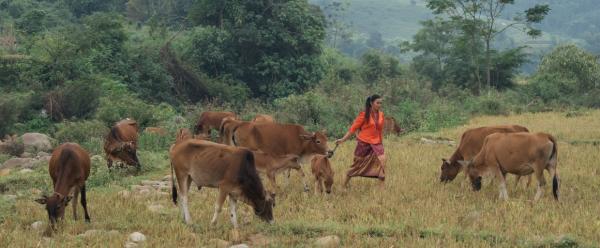 A farmer herding her cattle in a field surrounded by hills and trees in Dien Bien province, Vietnam.