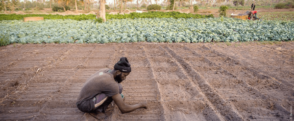 Un maraîcher de la région de Mboro au Sénégal en train de semer son champ © R. Belmin, Cirad