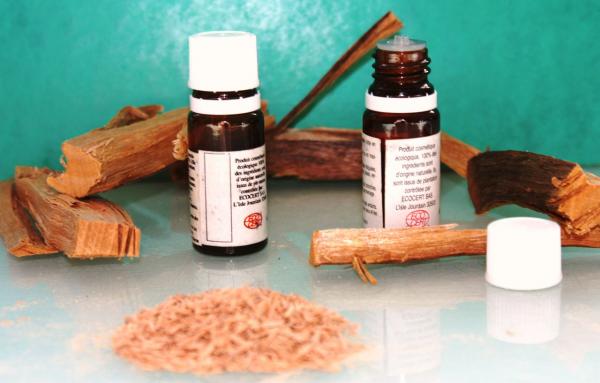 L’huile essentielle de bois de rose est très recherchée pour ses propriétés olfactives et thérapeutiques © Cirad
