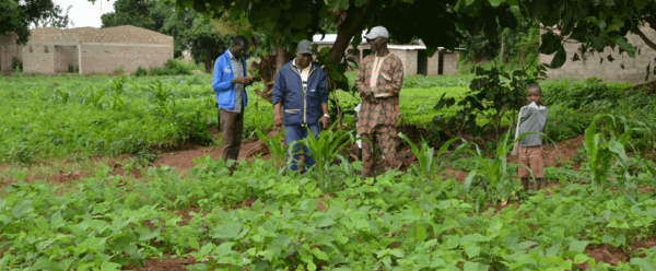 Le projet MARIGO concerne la transition agroécologique des pratiques maraîchères en zones périurbaines. Ici, à Korogho (Côte d’Ivoire), l’un des quatre sites du projet © Cirad