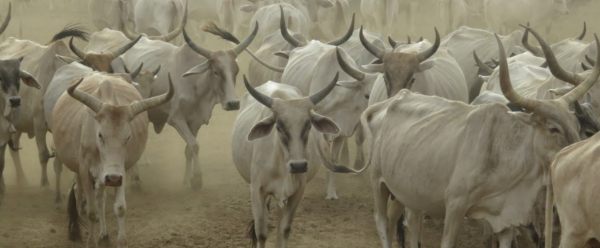 Troupeau de bovins au niveau d'un forage