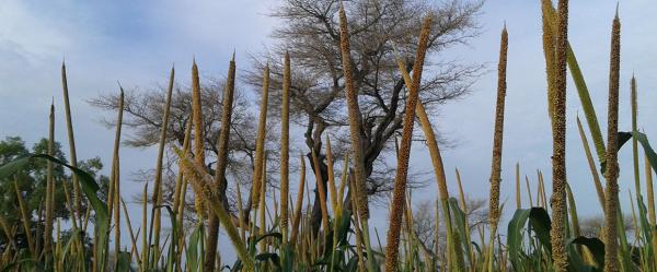 Mil à chandelles sous Faidherbia albida (hors feuilles en saison des pluies) © Olivier Roupsard, Cirad