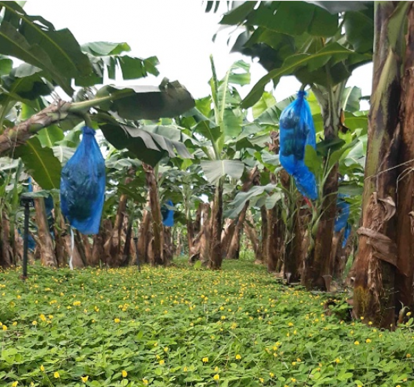 Plant cover in a banana plantation with Arachis repens © Luc De lapeyre, Cirad
