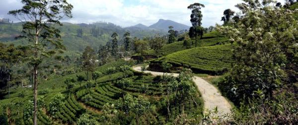 Tea plantations in Sri Lanka © D. Gentilhomme, AFD