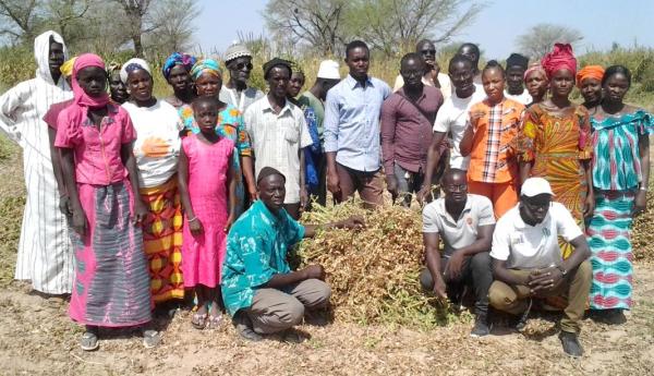A participatory farming assessment on groundnut varieties, in collaboration with a producers’ organization (RESOPP) © Hodo-Abalo Tossim