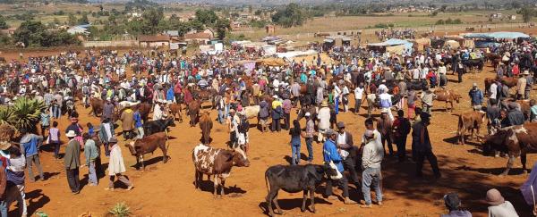 Marché aux zébus - Madagascar