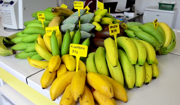 Les bananes plantains de Martinique restent sous surveillance