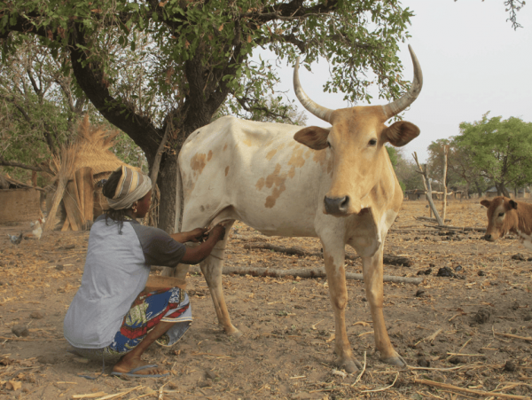 Dairy cattle milk producer in Burkina Faso