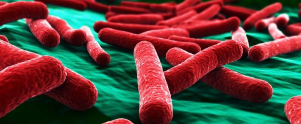 E. coli © Adobe Stok, fusebulb
