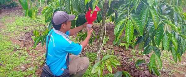 The Brocap® coffee berry borer trap is one solution generated by close collaboration between scientists, makers and a distributor ©  B. Dufour, CIRAD