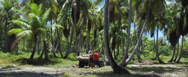 Récolte de cocos arrivés à maturité au cœur d’une cocoteraie de Rangiroa, Polynésie française. © A. Garavito-Guyot, Cirad