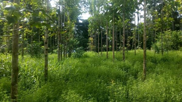 Plot of two-year-old teak trees with a legume ground cover (Stylosanthes guianensis) © E-A. Nicolini, CIRAD