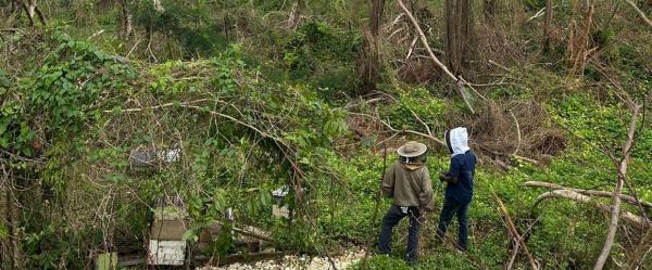 Activité apicole en Jamaïque touchée par l’ouragan Melissa © Joey Brown