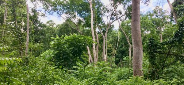 Invasion du sous-bois de la forêt semi-décidue de Téné (Côte d’Ivoire) par l’espèce non-native Cedrela odorata. © B. Hérault, Cirad