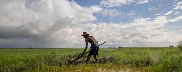 En Casamance (Sénégal), la riziculture traditionnelle de bas-fond est menacée par la montée des océans. © R. Belmin, Cirad