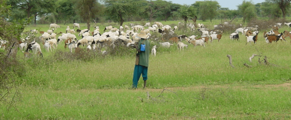 Un berger avec son troupeau en milieu savane.