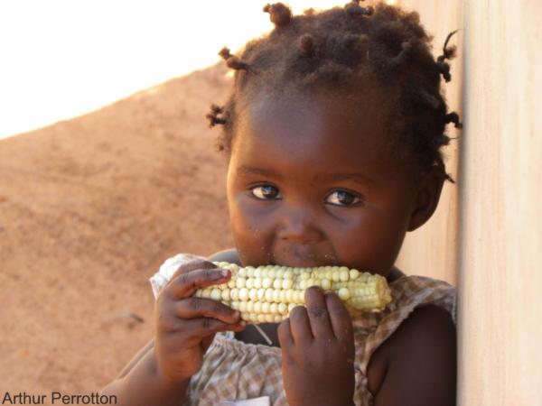 Young child eating a fresh (boiled) corn cob, harvested the previous day, as an afternoon snack. © CIRAD, A. Perrotton