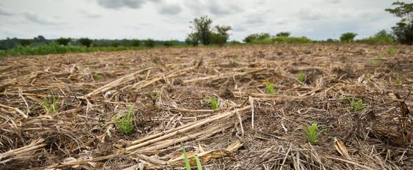 "Soils are a fragile resource that needs to be carefully managed and safeguarded for future generations." Extract from the manifesto © R. Belmin, CIRAD