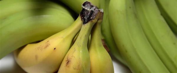 Banana varieties resistant to pathogens that satisfy consumer requirements © G. Brehinier, CIRAD