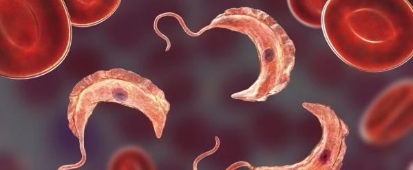 Illustration 3D de parasites Trypanosoma brucei, le protozoaire transmis par la mouche tsé-tsé et qui cause la maladie du sommeil africaine © Adobe Stock
