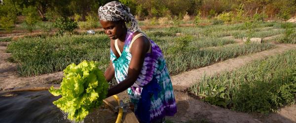 Maraîchère sénégalaise © R. Belmin, Cirad