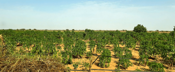 Visite de terrain chez les producteurs agricoles bénéficiant du soutien de la DyTAEL dans le cadre du modèle Living La
